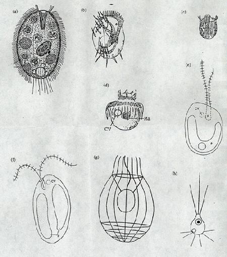 unicellular beings/protozoa (emilypic.jpg)