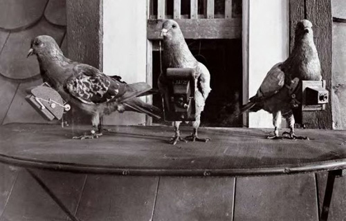 Homing pigeons fitted with cameras, c.1903