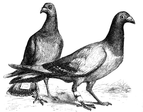 Messenger Pigeons (Harper's Engraving)