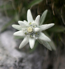 edelweiss