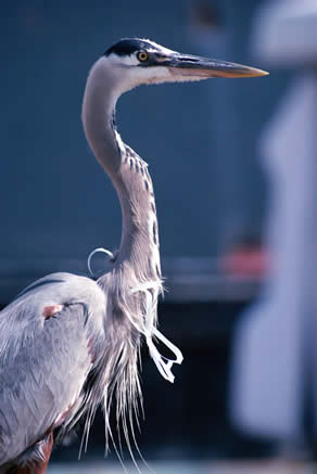 Blue Heron Caught on Six Pack Holder